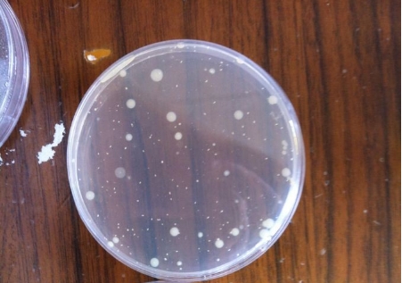 【行業(yè)干貨】從原理到實(shí)操:一文讀懂薄膜過(guò)濾法 vs 平皿法的適用邊界